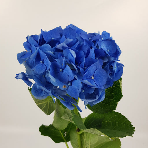 [Full Bloom] Hydrangea (Imported) - Dark Blue