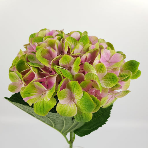 Hydrangea (Imported) - 2 Tone Green Pink
