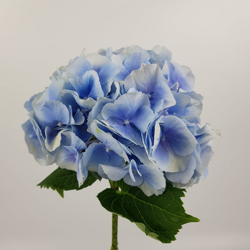[Full Bloom] Hydrangea (Imported) - Blue