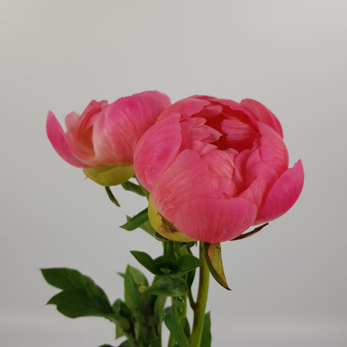 Peony (Imported) 2 stems - Salmon Pink