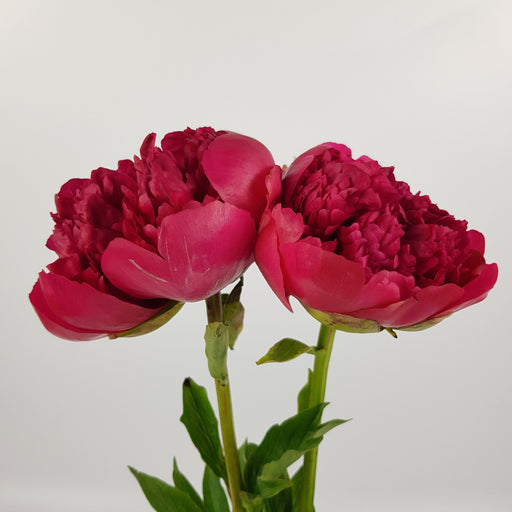 Peony (Imported) 2 stems - Red
