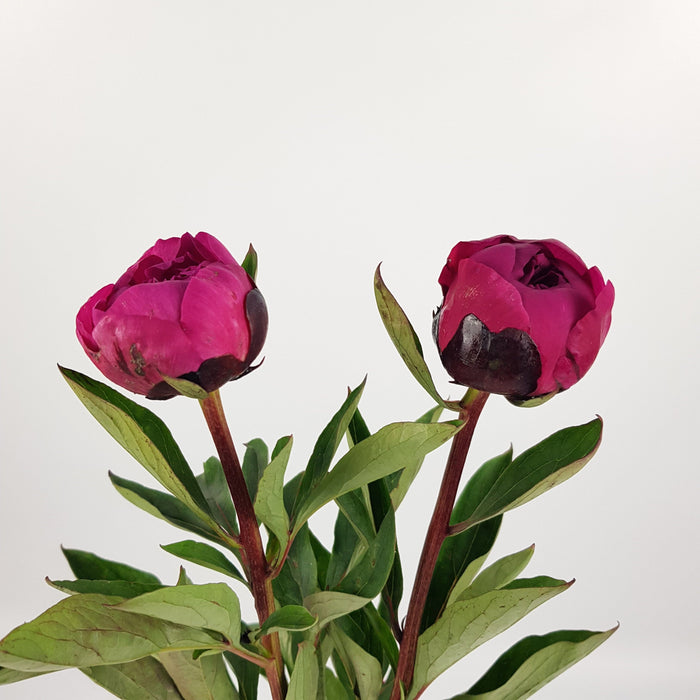 Peony (Imported) 2 stems - Cherry Pink