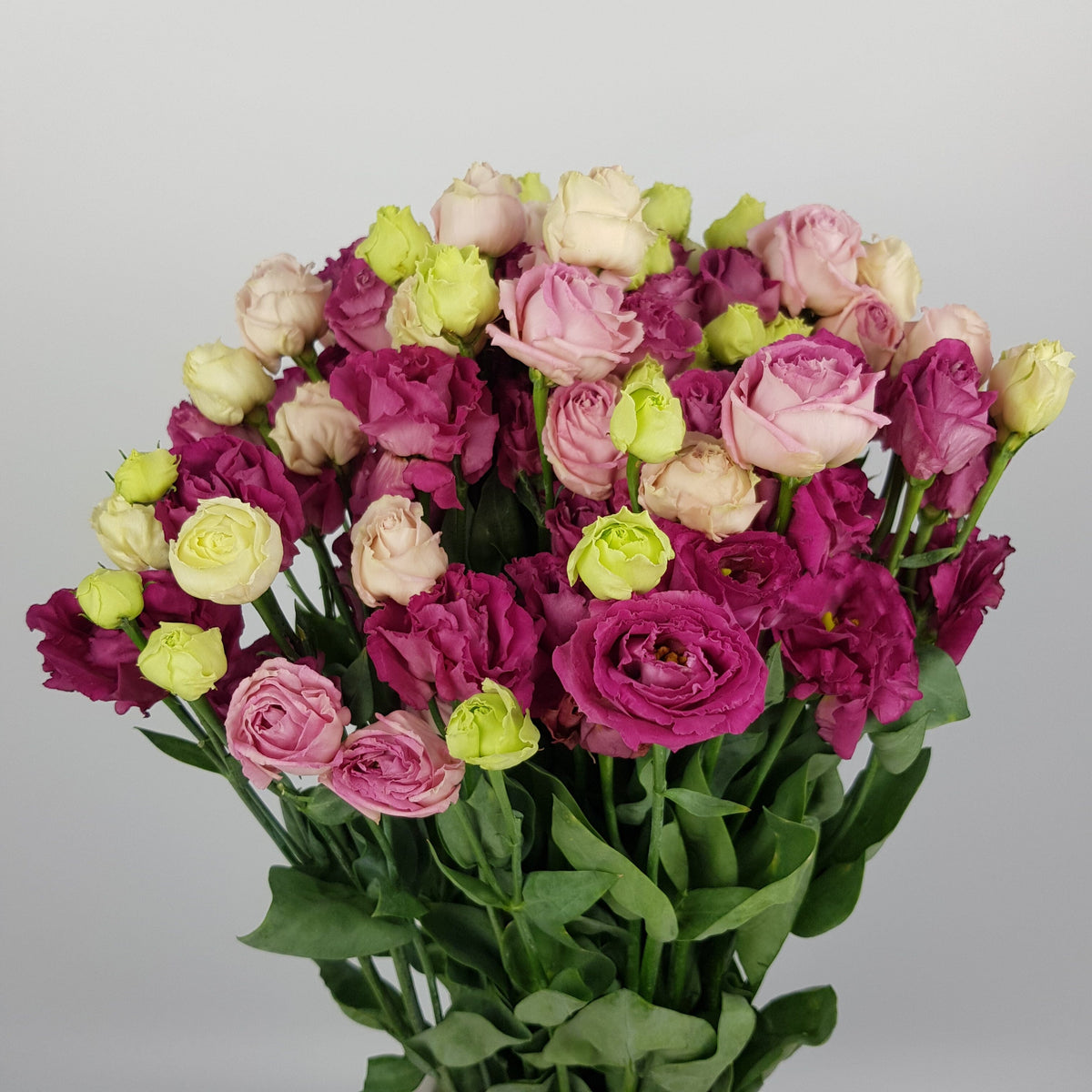 Eustoma (Imported) Red Plum Fresh Cut Flowers