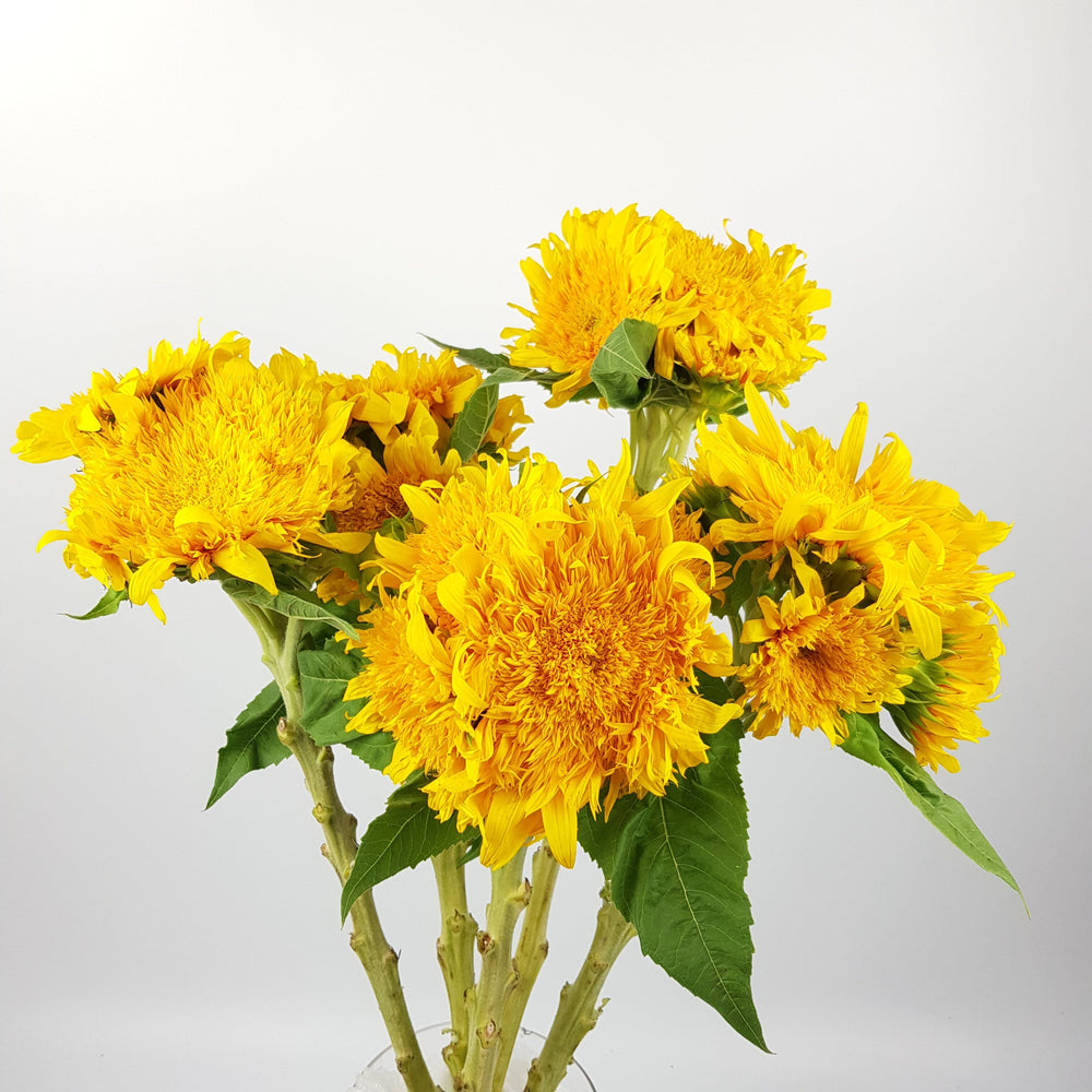 Teddy Bear Sunflower   - 2 Stems