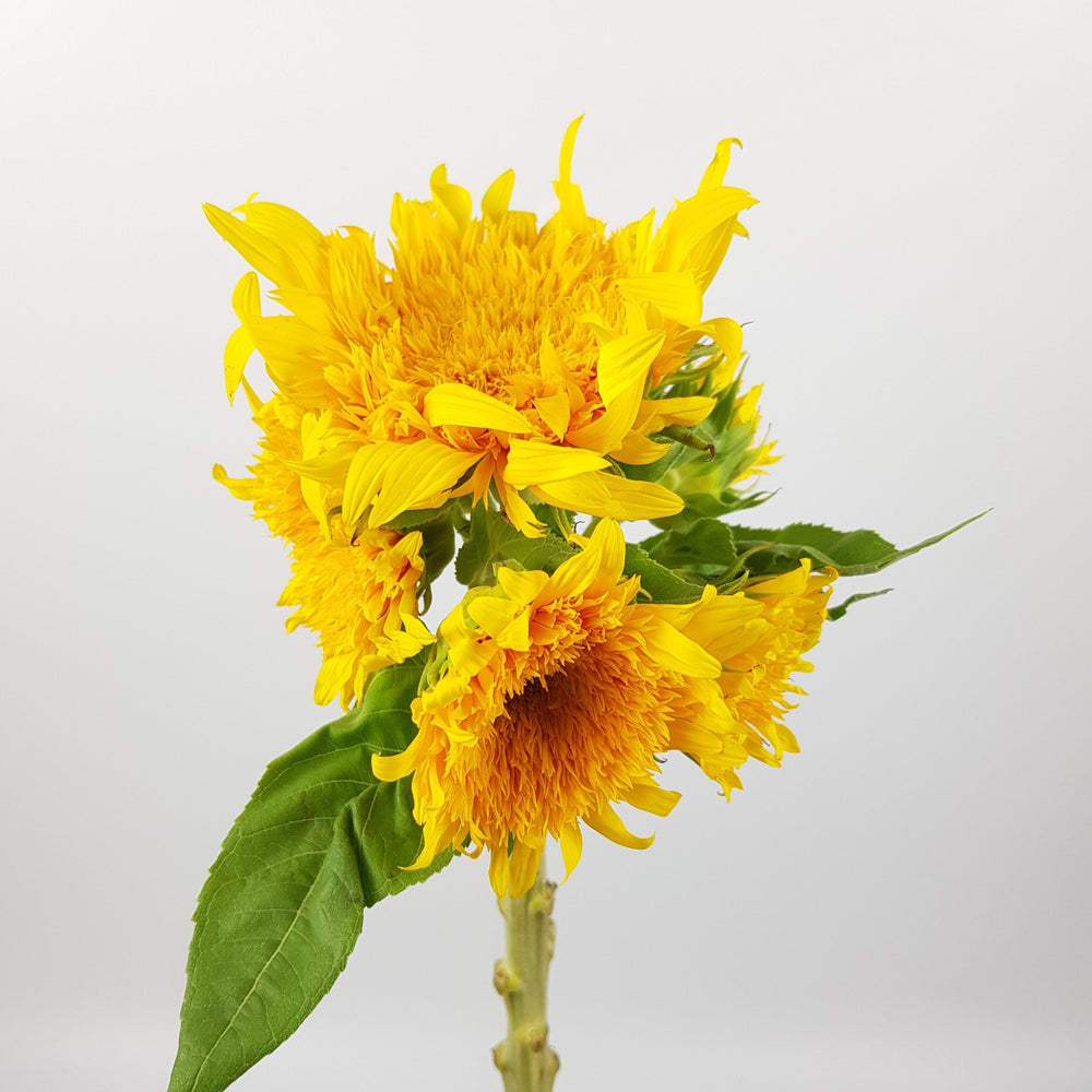 Teddy Bear Sunflower   - 2 Stems