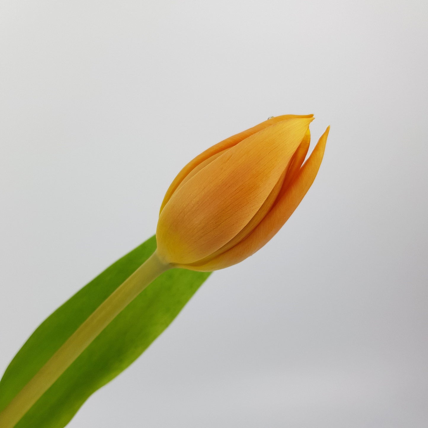 Tulip - Orange