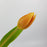 Tulip (Imported) - Orange