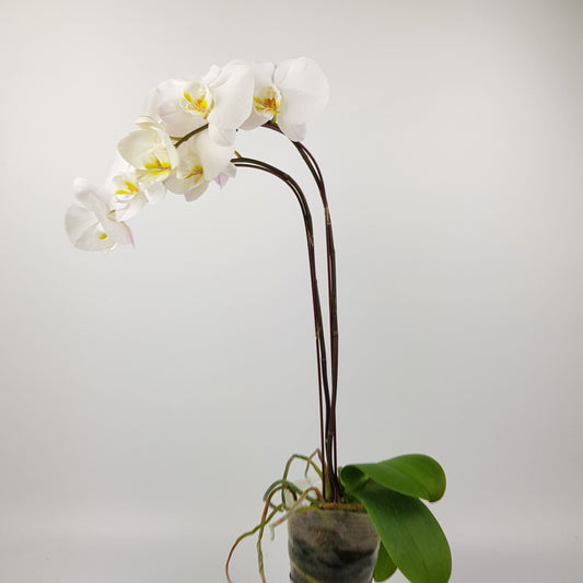 Phalaenopsis Twin Stem  - White (Without Pot)