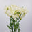 [Full Bloom] Freesia (Imported) - White
