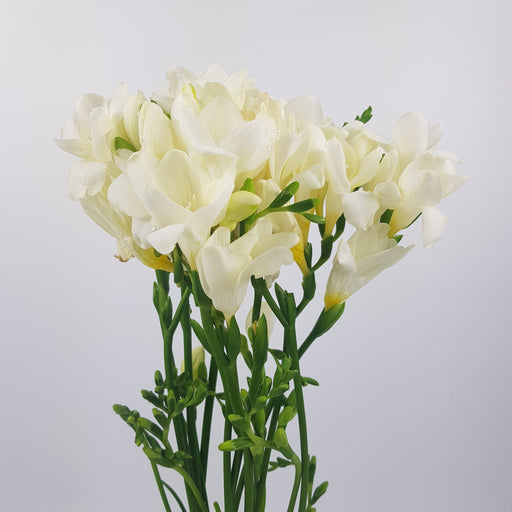 [Full Bloom] Freesia (Imported) - White