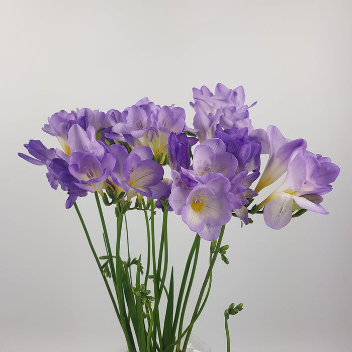 [Full Bloom] Freesia (Imported) - Lilac