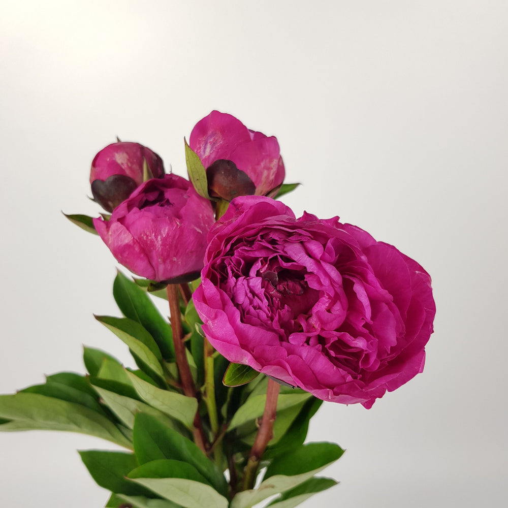 Peony - Shocking Pink