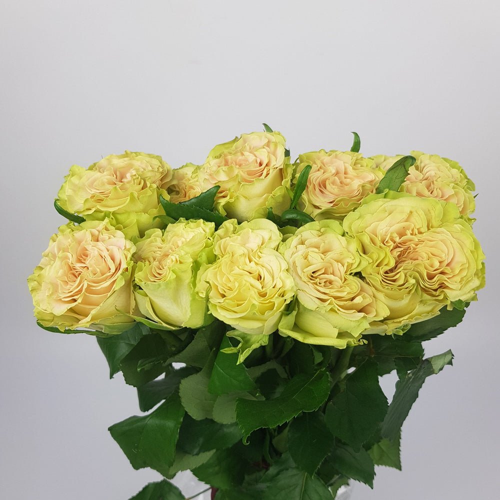 Rose - 2 Tone Peach Green Edges (10 Stems)