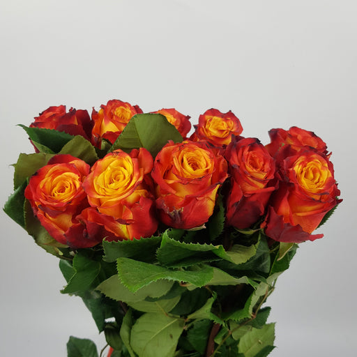 Rose Premium 50cm Atomic - Yellow/Orange (10 Stems)