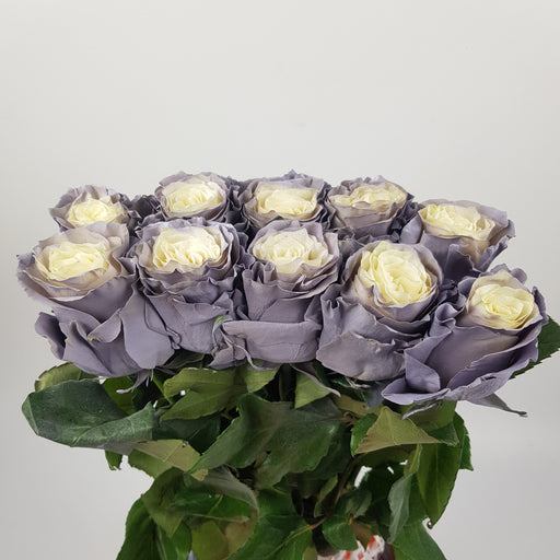 [Full Bloom] Rose Tinted 50cm - Dusty Grey (10 Stems)