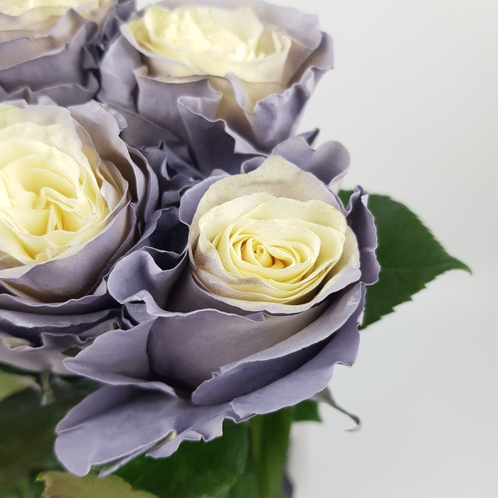 [Full Bloom] Rose Tinted 50cm - Dusty Grey (10 Stems)