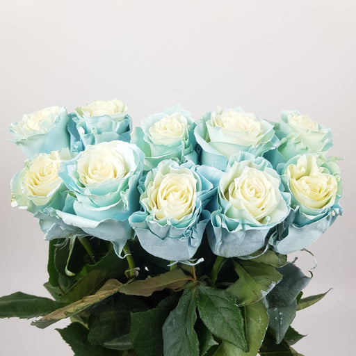 [Full Bloom] Rose Tinted 50cm - Mondial Baby Blue (10 Stems)