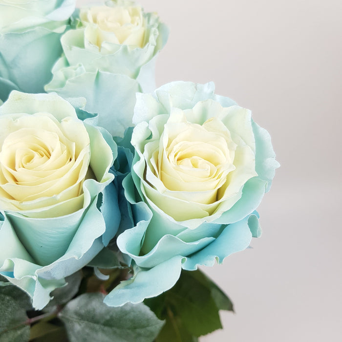 [Full Bloom] Rose Tinted 50cm - Mondial Baby Blue (10 Stems)