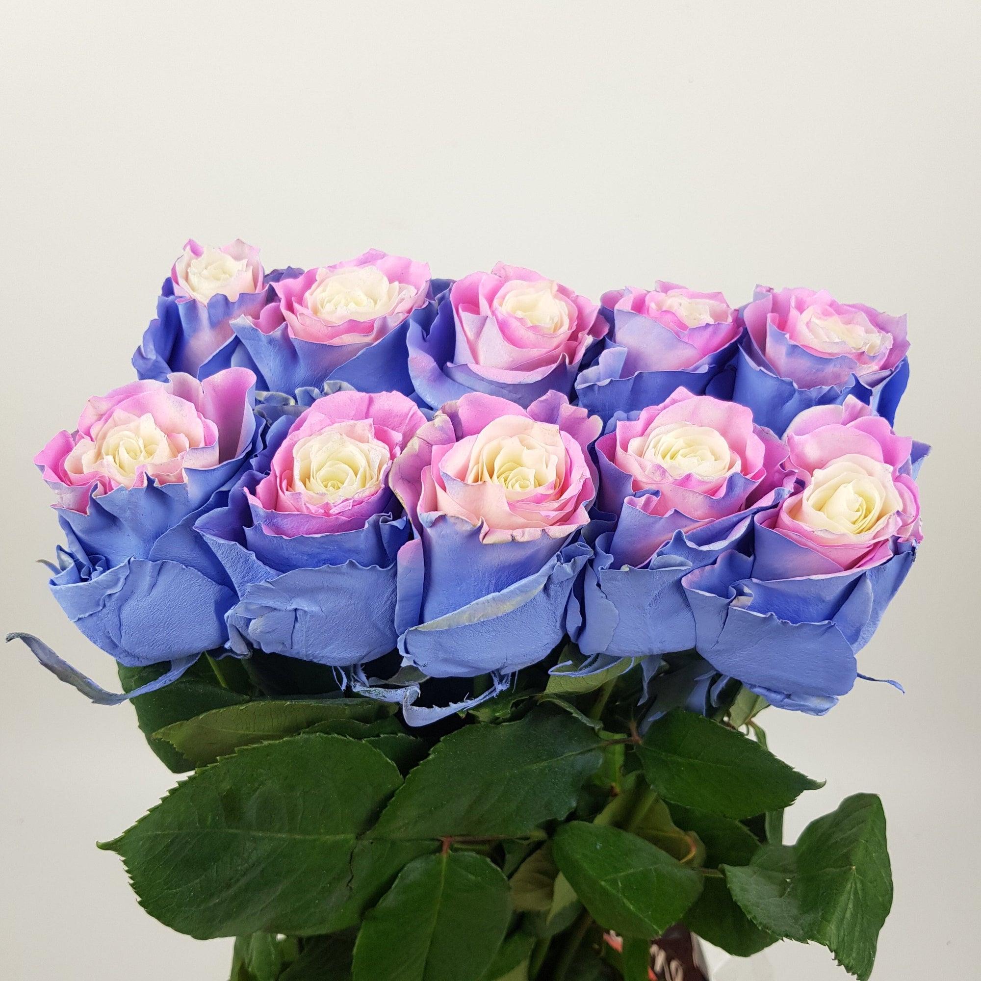 Mix Tinted Roses Rose Tinted 50cm - Cotton Candy (10 Stems)
