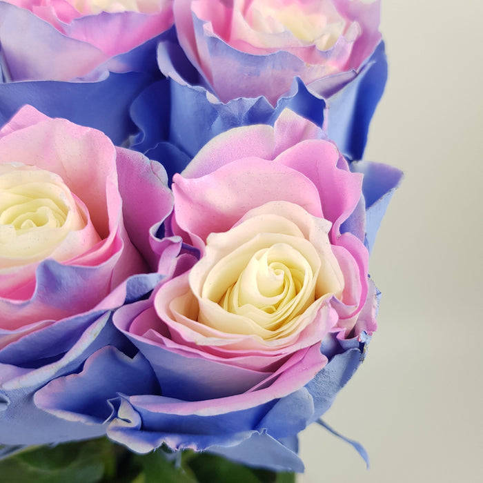 Rose Tinted 50cm - Cotton Candy (10 Stems)