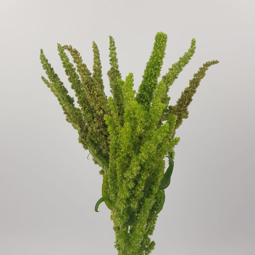 Amaranthus (Imported) - Green [10 Stems]