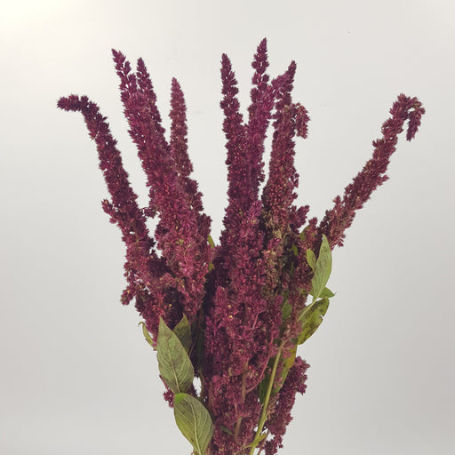 Amaranthus (Imported) - Red [10 Stems]