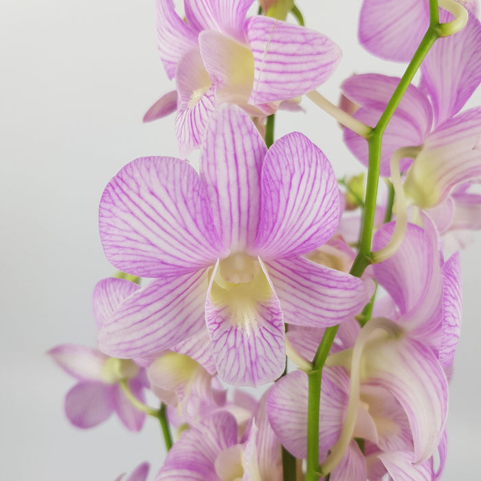 Orchid (Local) - Light Purple
