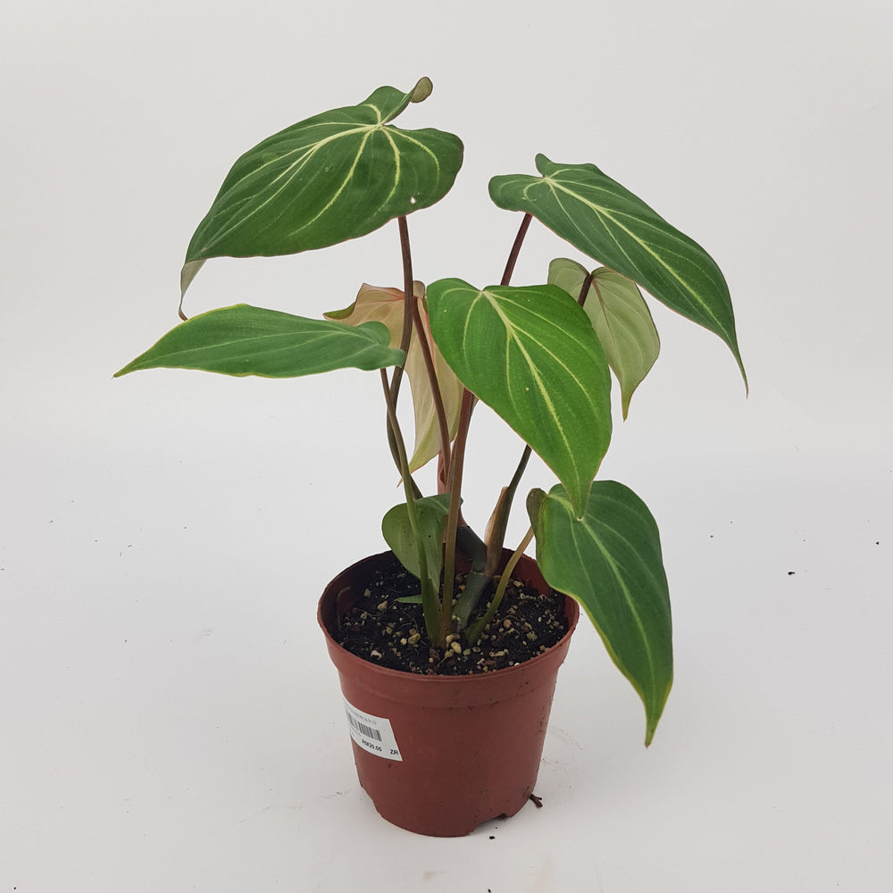 Philodendron Gloriosum (P210)