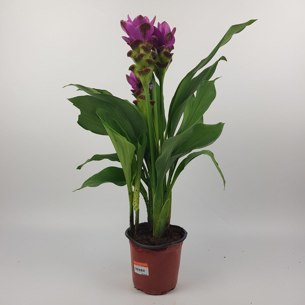 Curcuma Ceasia