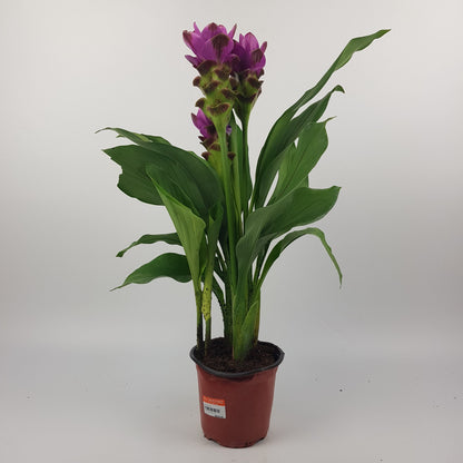Curcuma Ceasia