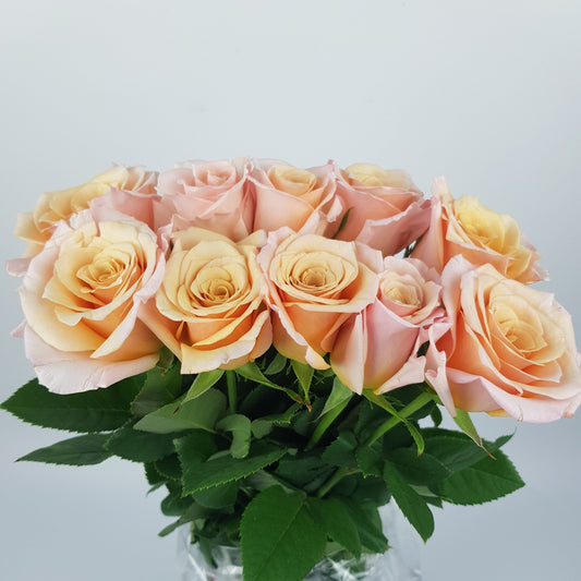 Rose - Champagne Pink (10 stems)