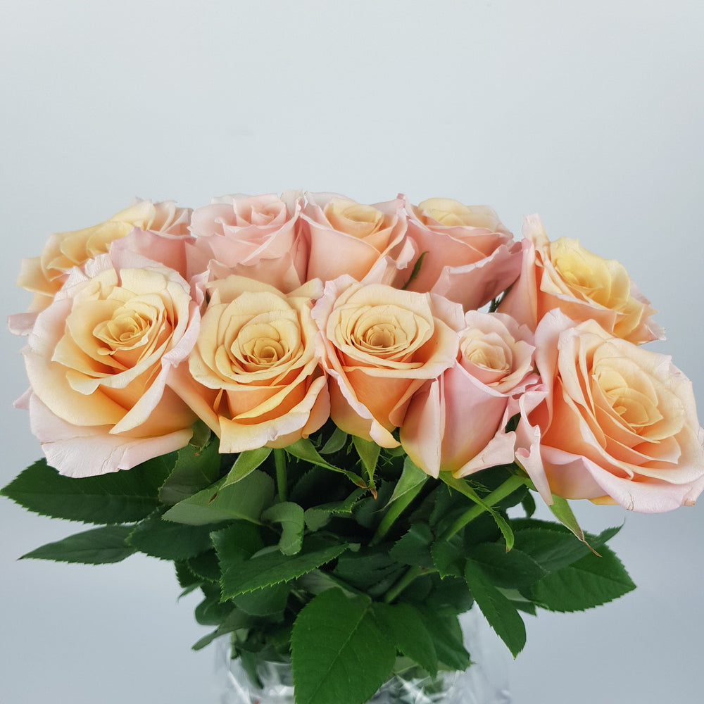 Rose (Imported) - Champagne Pink [10 Stems]