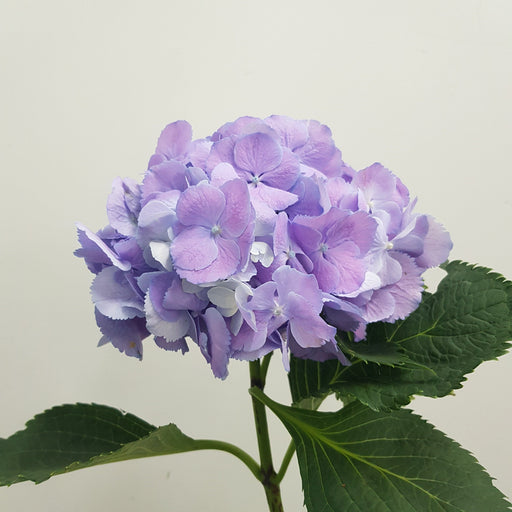 Hydrangea (Imported) - Lilac