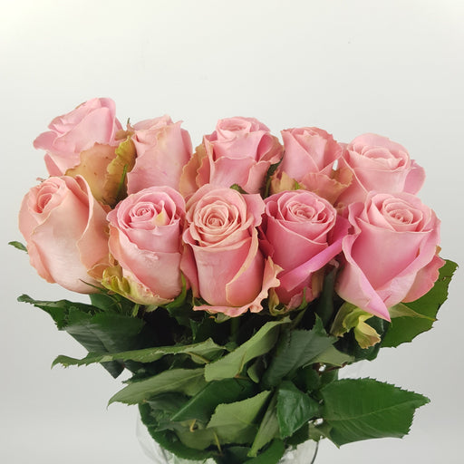 Rose 40cm Hermosa (Imported) - Pink [10 Stems]
