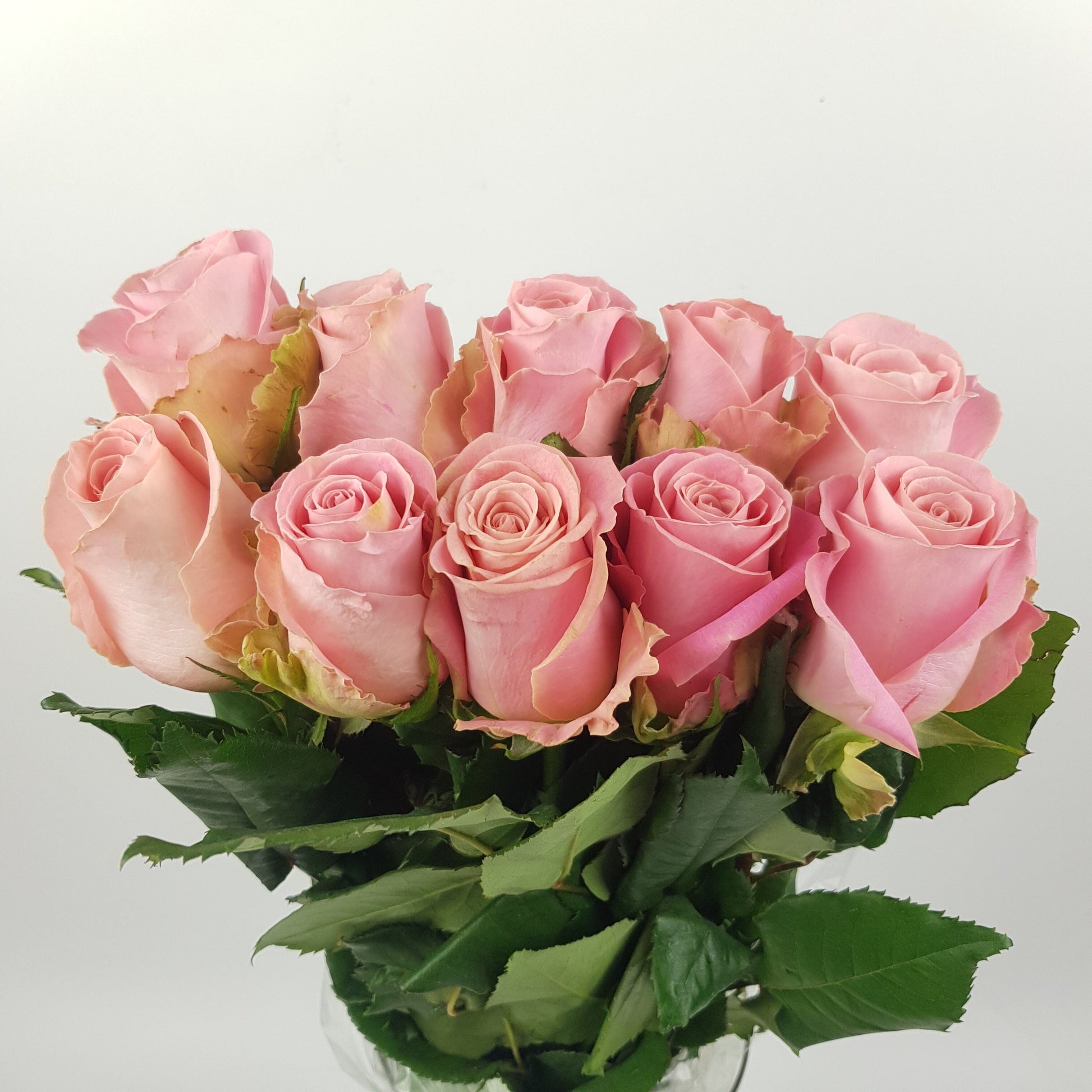 Shop Fresh Pink Roses at Wholesale Prices – Floristika.com.my