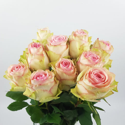 Rose 40cm Esperance (Imported) - Pink White [10 Stems]