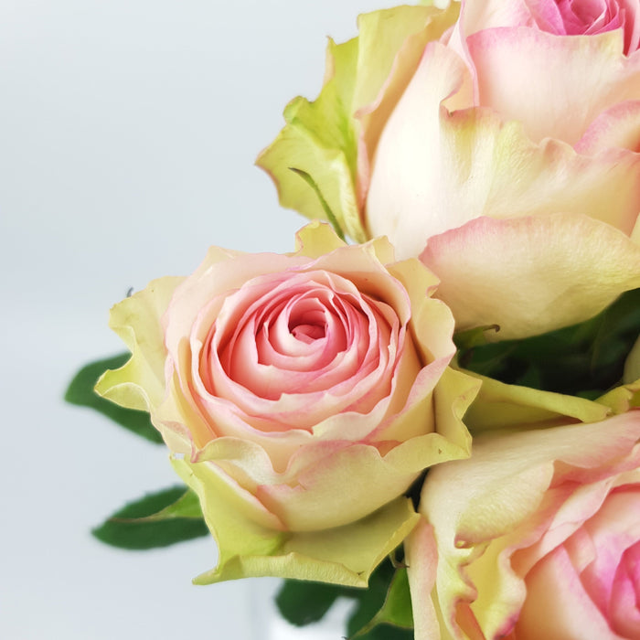 Rose 50cm Esperence (Imported) - Pink White [10 Stems]