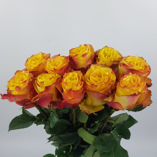 Rose 50cm News Flash (Imported) - Yellow/Red [10 Stems]