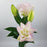 Lily Oriental Double Roselily (Imported) - Light Pink [2 Stems]
