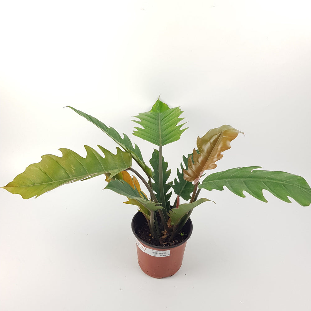 philodendron pluto care Shop Philodendron Pluto Plant Online
