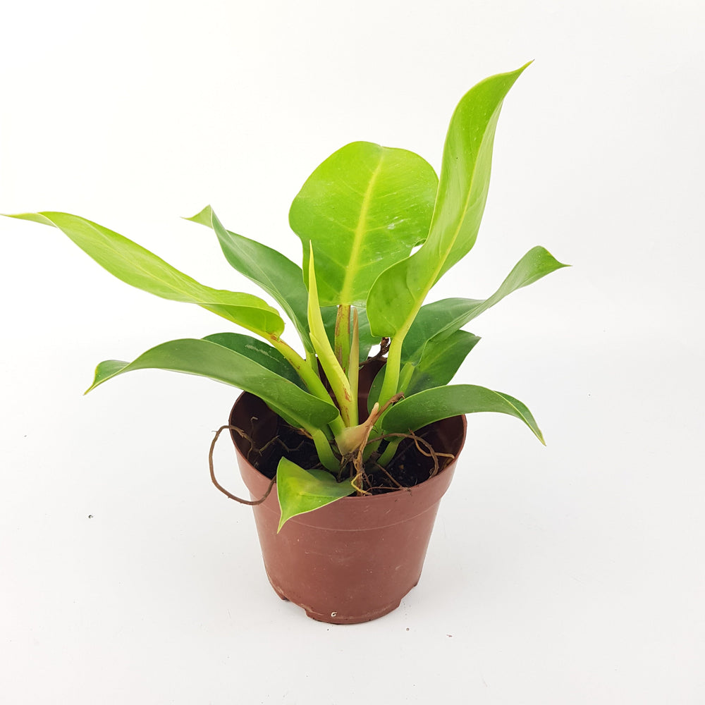 philodendron apple green care Shop Philodendron Green Apple Plant Online