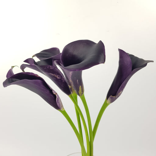 Calla Lily (Imported) - Dark Purple