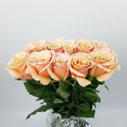 Rose (Imported) - 2 Tone Pink Champagne [10 Stems]