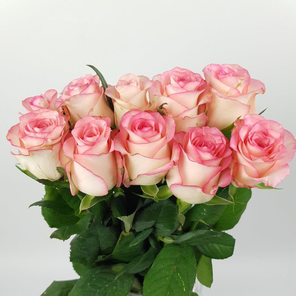Rose (Imported) - 2 Tone Pink [10 Stems]