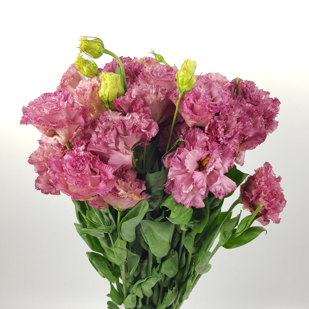 Pink Eustoma Ruffle Fresh Eustoma Wholesale - Shop at Floristika.com.my Now