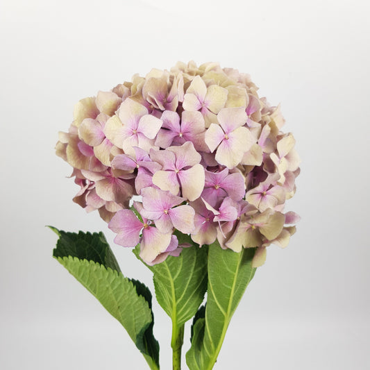Hydrangea - Antique Pink (Flower Head Size: 18-20cm)