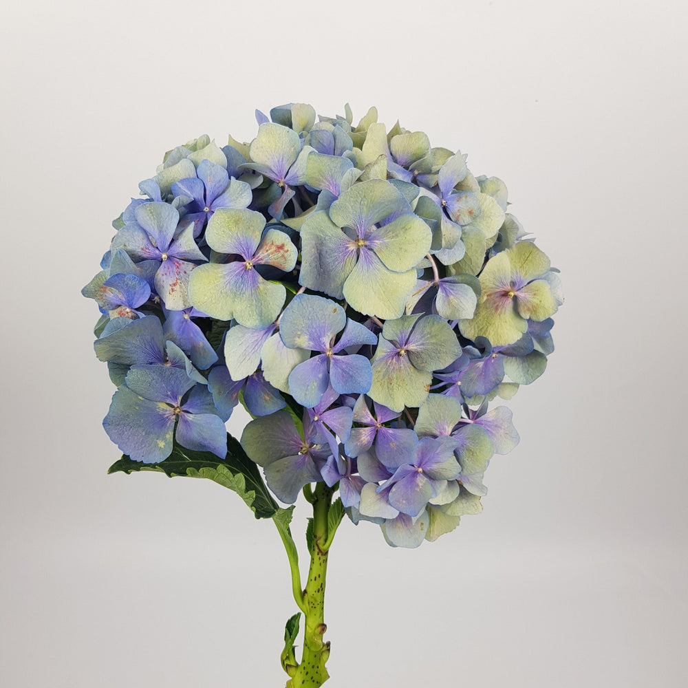 Hydrangea - Antique Blue (Flower Head Size: 18-20cm)