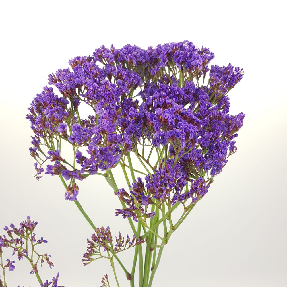 Casphia (Imported) - Purple [5 stems]