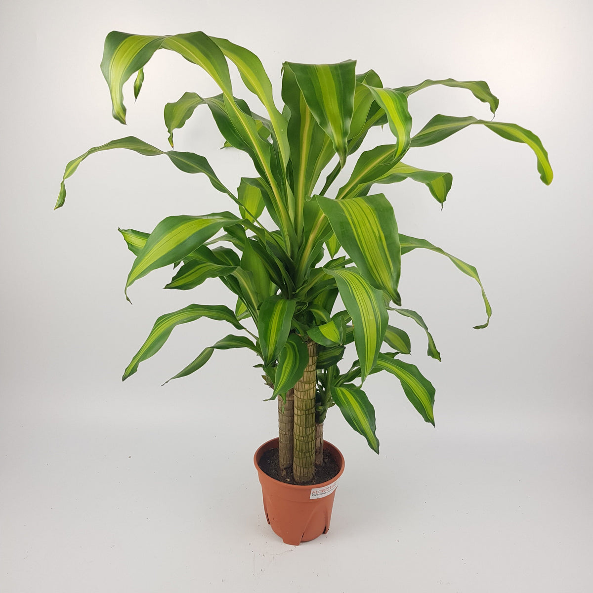 16+ Dracaena Plants For Sale Shop Dracaena Fragrance Plant | Premium Quality Plants for Sale
