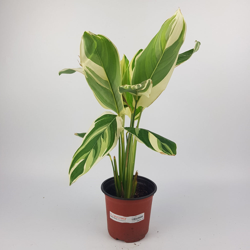 arrowroot indoor plant Shop Maranta Arrowroot